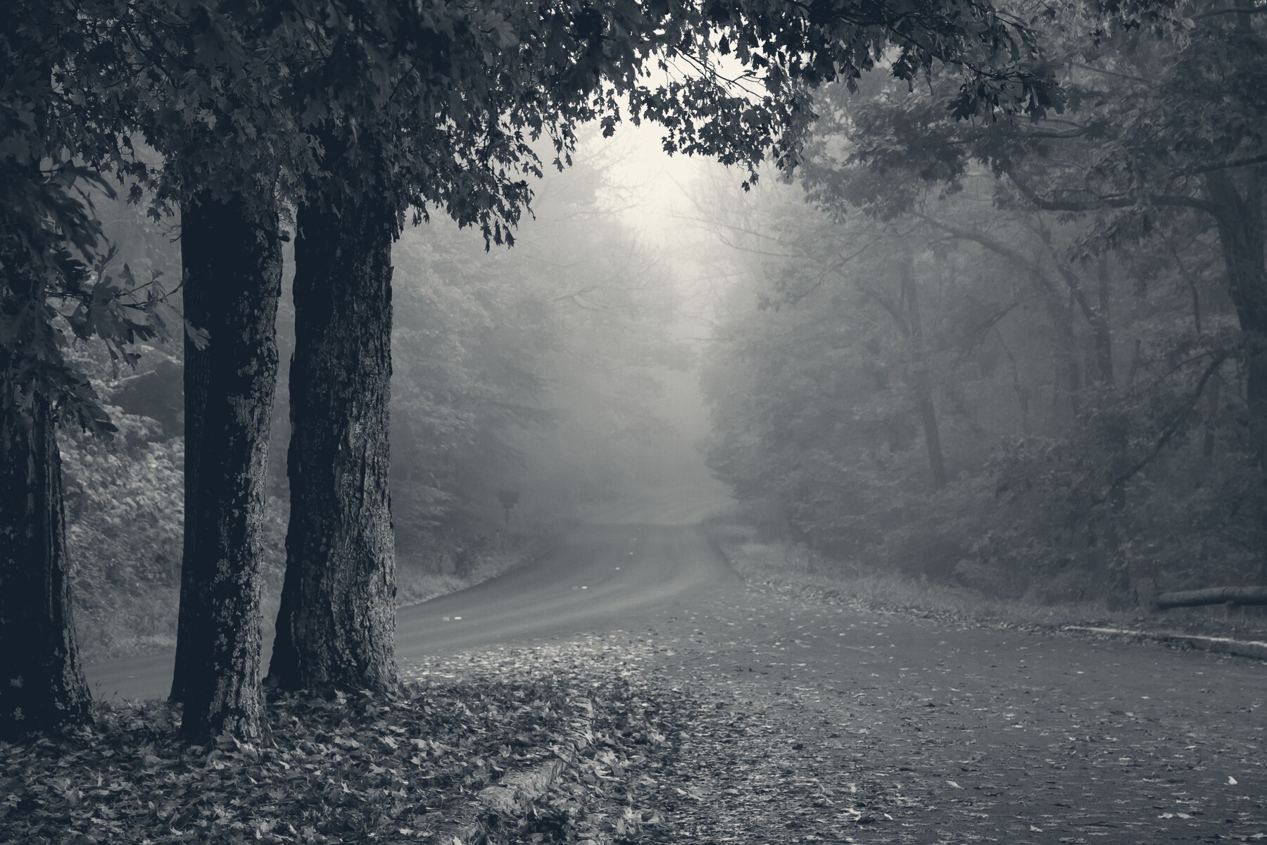 A misty back road winding through the Virginia Piedmont at first light, in Holler's navy duotone.