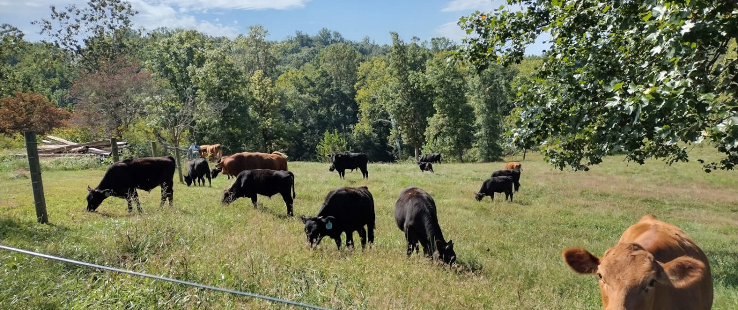 Rappahannock County Farm Tour