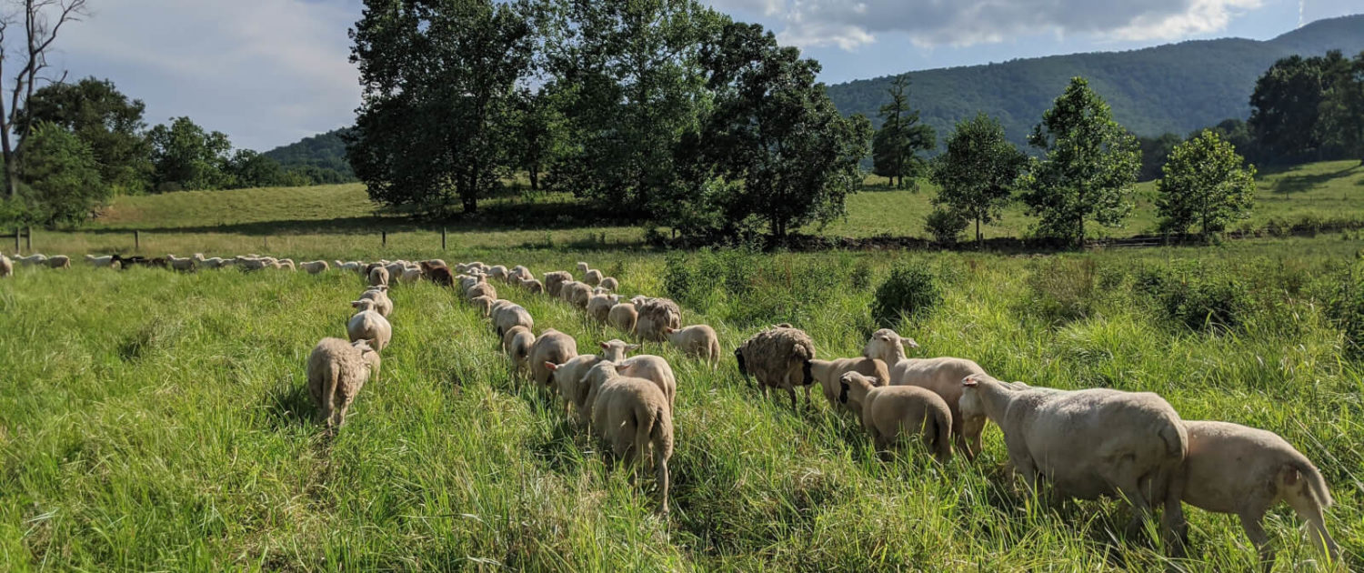 Rappahannock County Farm Tour & Festival