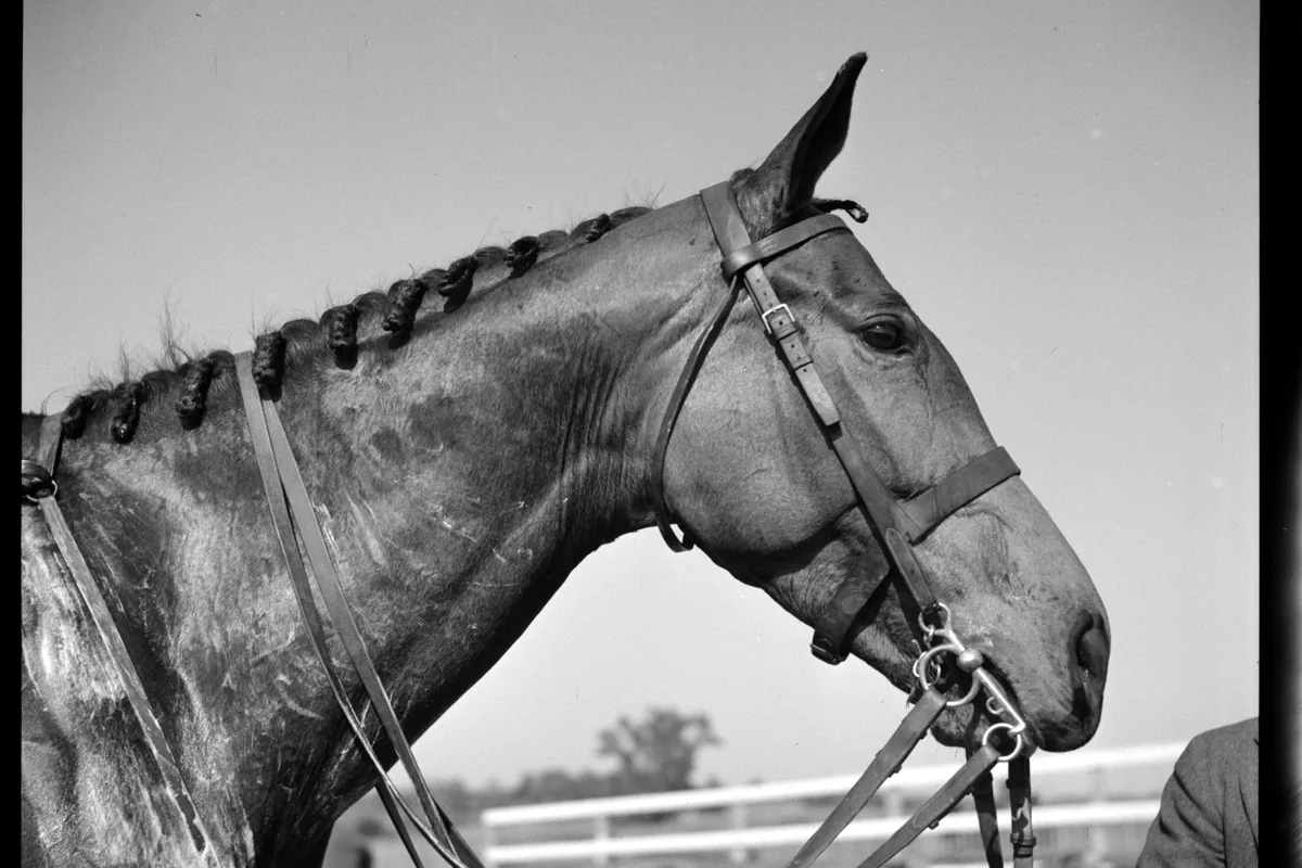 Virginia Gold Cup