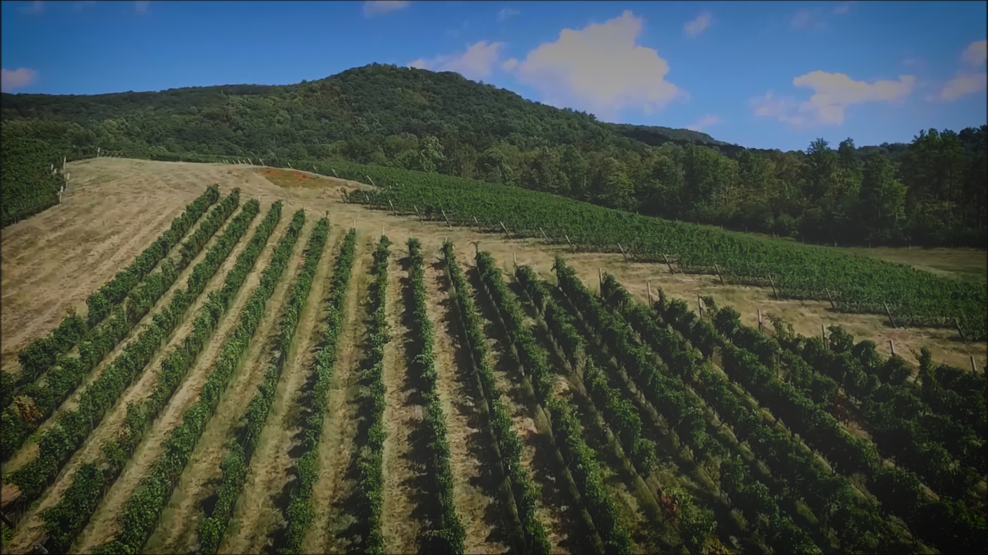 Glen Manor Vineyards