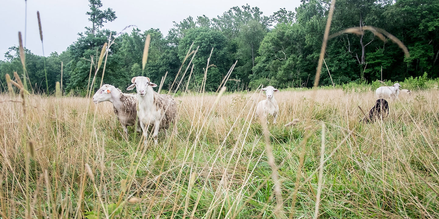 Bean Hollow Grassfed