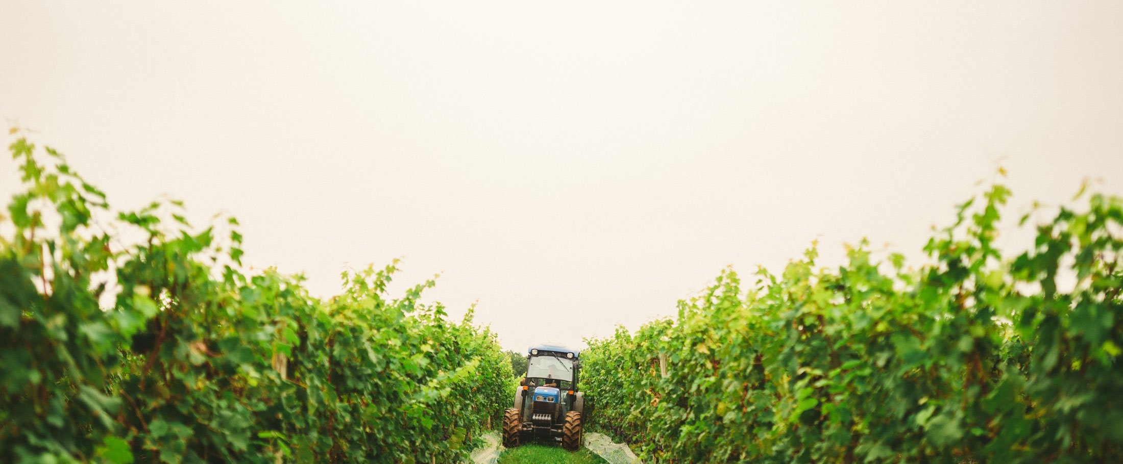 Rappahannock Cellars